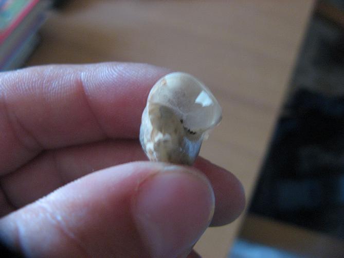 Eobania?